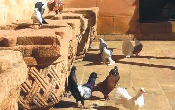 Mardin güvercinleri müzelik oldu