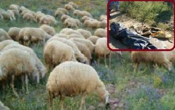 Çoban Şimşek, ölü bulundu