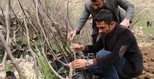 Belediye Savur’da 400 meyve ağacı dikti