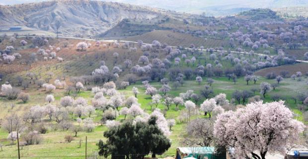 Zinnar Vadisi Badem çiçeği ile kaplandı