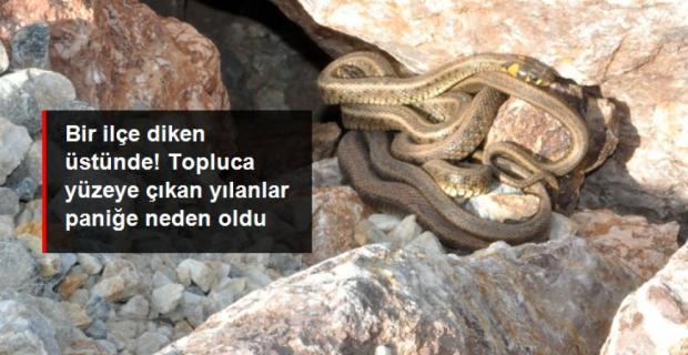 Yılanlar bir ilçede daha sürü halinde ortaya çıktı