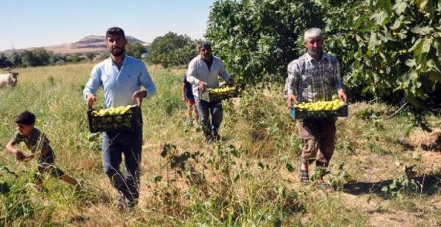 Mardin'de, 9 çeşidin yetiştiği incirde hasat zamanı