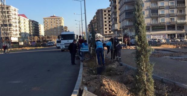 Büyükşehir, yeşil bir kent için çalışmalarına başladı