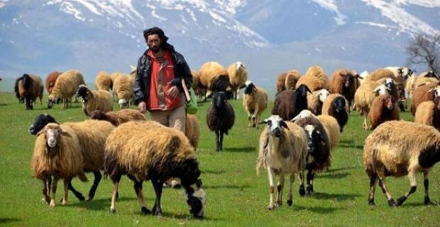 Hayvancılıkta sürü büyütmeye ve çoban istihdamına 239,5 milyon lira destek
