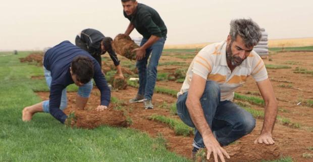 Tarlada üretilen çimler yurt dışına ihraç ediliyor