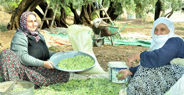 Tarladan sofraya yeşil zeytinin yolculuğu