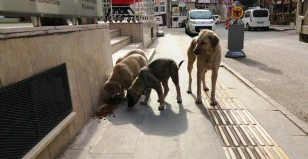 Büyükşehir'den Sokak Hayvanlarına ‘Mama’