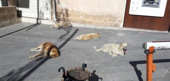 Sokaklar kedi ve köpeklere kaldı