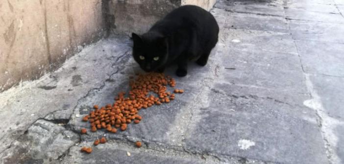 Büyükşehirden Sokak Hayvanlarına Mama Desteği