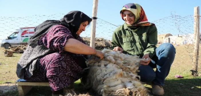 Doktora tezi için 8 aydır göçerlerle birlikte yaylada yaşıyor