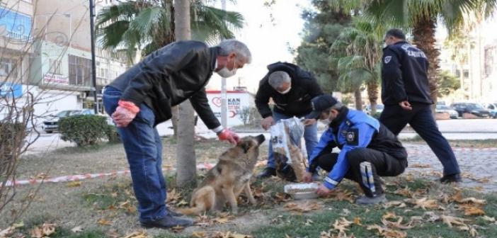 Kızıltepe'de sokak hayvanlarının sağlık kontrolleri yapılıyor
