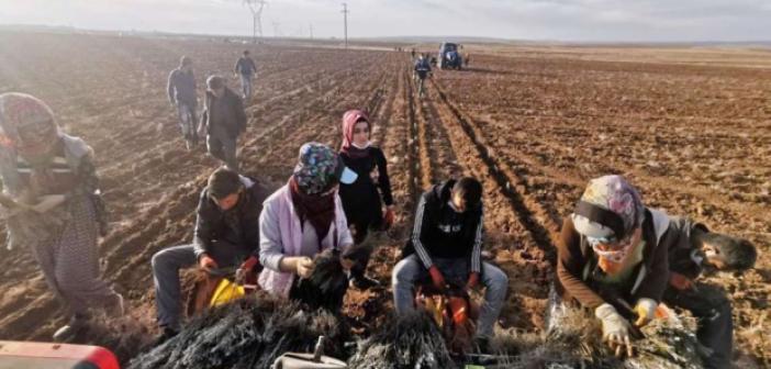 Mardin kırsalındaki kadınlar lavanta fidesi ekti