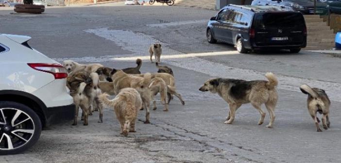 Sokak köpekleri çocuklara saldırdı