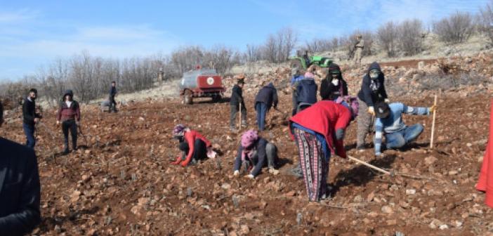 Tıbbi ve Aromatik Bitki üretimi için start verdiler