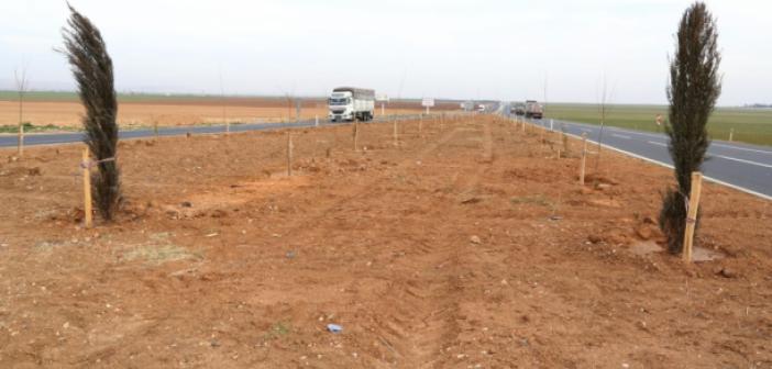 Uluslararası İpekyolu Ağaçlandırma Projesi