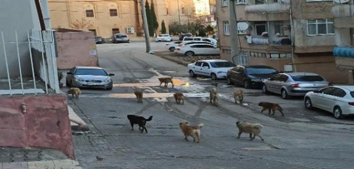 Vatandaşlar başıboş köpeklerden rahatsız