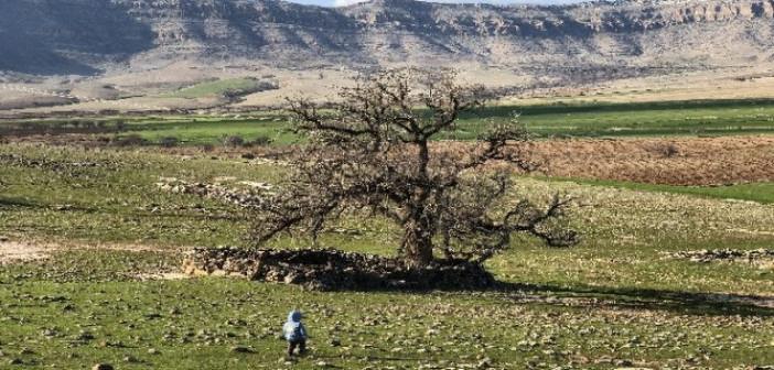 250 yıllık meşe ağacının koruma altına alınmasını istiyorlar