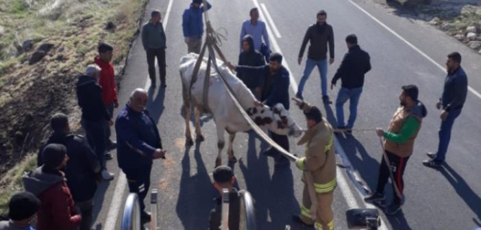 Mahsur kalan inek itfaiye ekipleri tarafından kurtarıldı