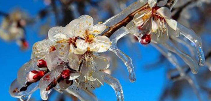 Bir Hafta Sürecek! Meteoroloji'den Zirai Don Uyarısı