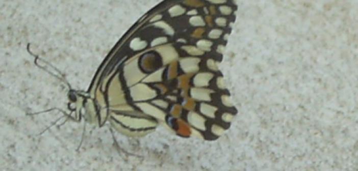 Mardin'de bulunan Kelebek türlerine bir yenisi daha eklendi / İşte bölgedeki bütün kelebek türleri /