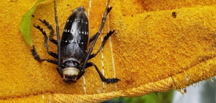 Fındık ağaçlarını istila eden Drakula Böceği nedir? Drakula Böceği'nin zararları nelerdir? Nerelerde görülür?