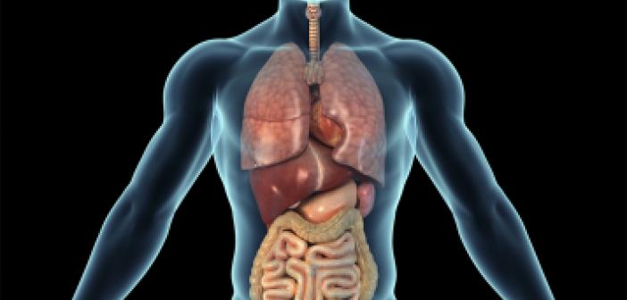 Kürtçe Organ ne demek? Kürtçe Organ İsimleri Nelerdir? Organ Kürtçe