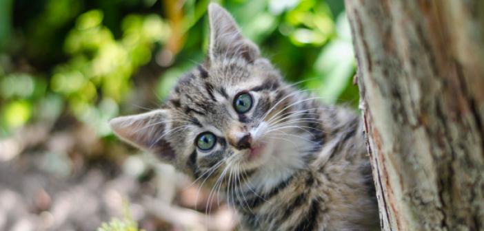 Rüyada Kedi görmenin tabiri nedir? Kedi sevmenin anlamı nedir? Rüyada Kedi yavrusu görmek