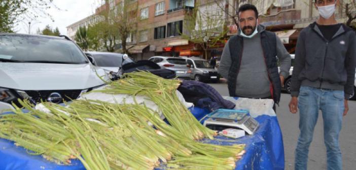 Yayla Muzu Uçkun Nedir Nerede Yetişir? Faydaları Nelerdir? Uçkun Nerede Bulunur?