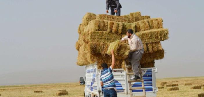 Kızıltepe Ziraat Odası: Saman kripto para olayına döndü!