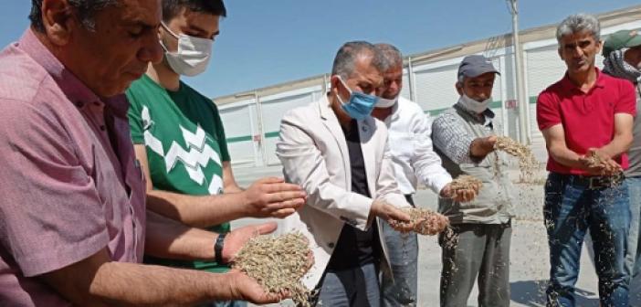 Mardin'de mevsimin ilk arpa hasadı