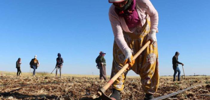 Mardinli çiftçiler Ramazan Bayramı’nı tarlada geçiriyor