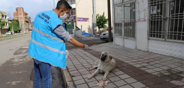 Sokak hayvanları unutulmadı