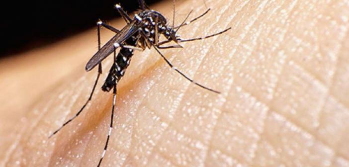 Angola'da sıtmadan ölenlerin sayısı artmaya devam ediyor