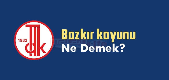 Bozkır koyunu ne demek? TDK'ya göre Bozkır koyunu sözlük anlamı nedir?