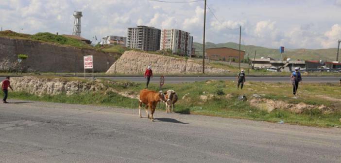 Cizre'de trafiği tehlikeye sokacak şekilde caddelerde dolaşan inekler toplatıldı
