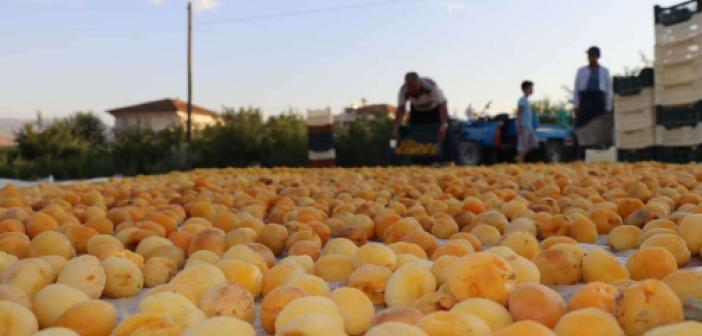 Hasadına başlanan Malatya kayısısı dünyanın dört bir yanına ihraç ediliyor