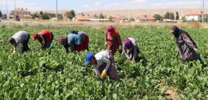 Mevsimlik tarım işçileri insanca bir yaşam istiyor