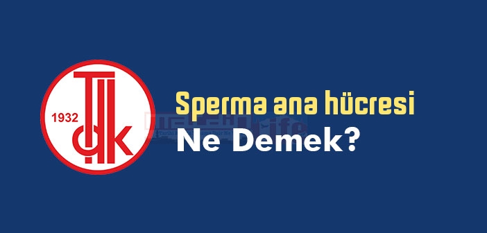 Sperma ana hücresi ne demek? TDK'ya göre Sperma ana hücresi sözlük anlamı nedir?