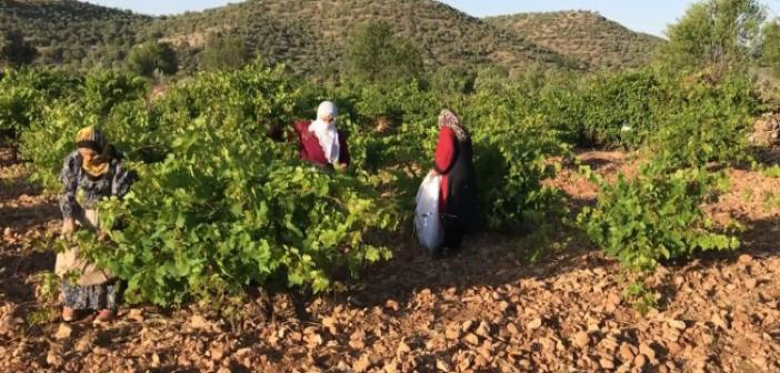 Üzüm Bağlarında Salamura Yaprak Mesaisi