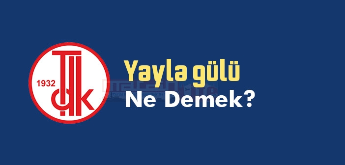 Yayla gülü ne demek? TDK'ya göre Yayla gülü sözlük anlamı nedir?
