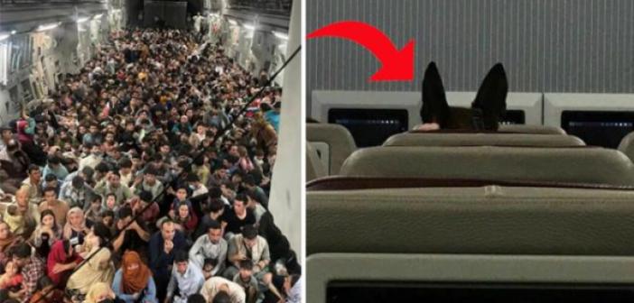 ABD'nin Afganistan'a gönderdiği tahliye uçağında dikkat çeken kare: Her köpeğe bir koltuk