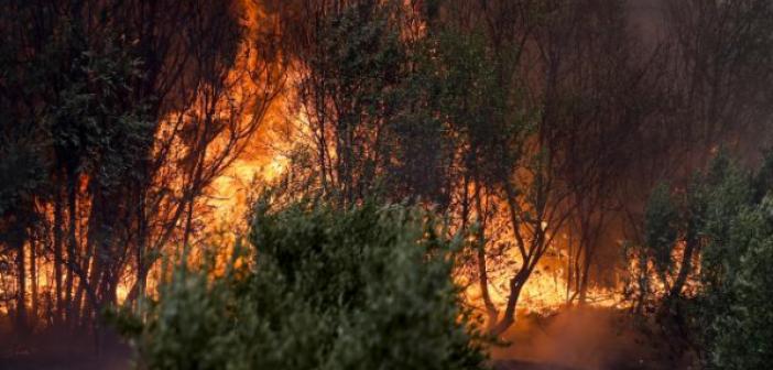 Orman yangınlarıyla ilgili provokatif paylaşım yapan 5 kişi adliyede | 2021 Orman Yangınları