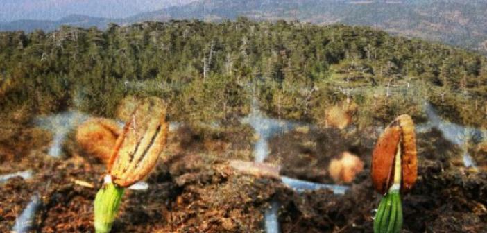 Yeşil Vatanımız fidanlarla yeniden yeşertilecek | 2021 Orman Yangınları