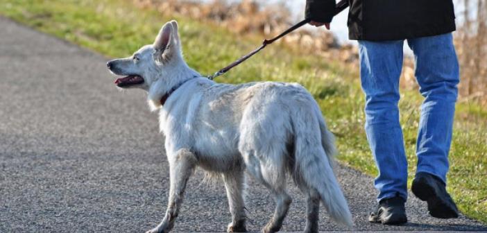 Rüyada Köpek Gezdirmek ne demek? Rüyada Köpek Gezdirmek ne anlama gelir?