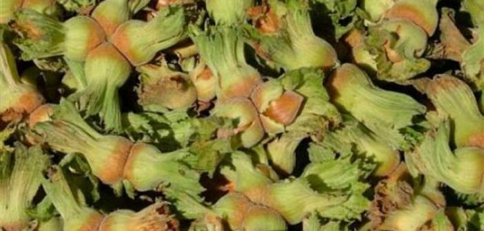 Rüyada Yeşil Fındık Görmek ne anlama gelir? Rüyada Yeşil Fındık Görmek ne demek?