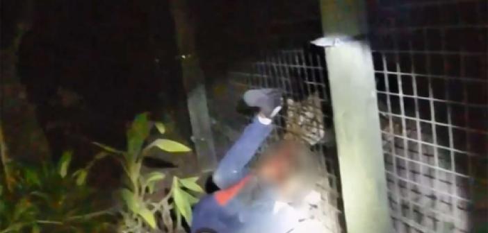 ABD'de hayvanat bahçesinde bir kişiye saldıran kaplan öldürüldü
