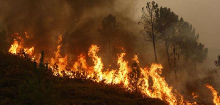 Arjantin'de orman yangınları 20 gündür devam ediyor