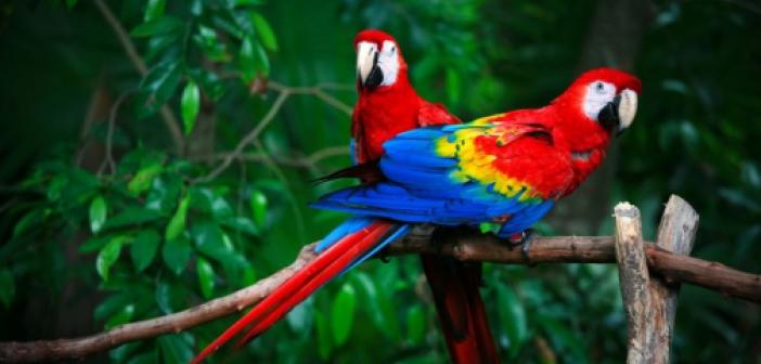 Papağan Fiyatları 2021 - Sultan, Jako, Sevda, Pakistan, Forpus, Kakadu, Macaw ve Amazon Papağanı Fiyatları