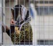 Siyonist işgalcilerin esir kadınlara yönelik saldırılarına karşı "esir dayanışması"