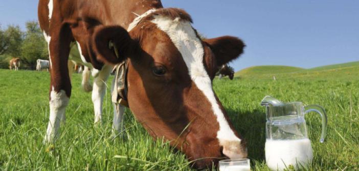 Süt ve et üreticilerinden çağrı: Artan maliyetlere katlanacak gücümüz kalmadı